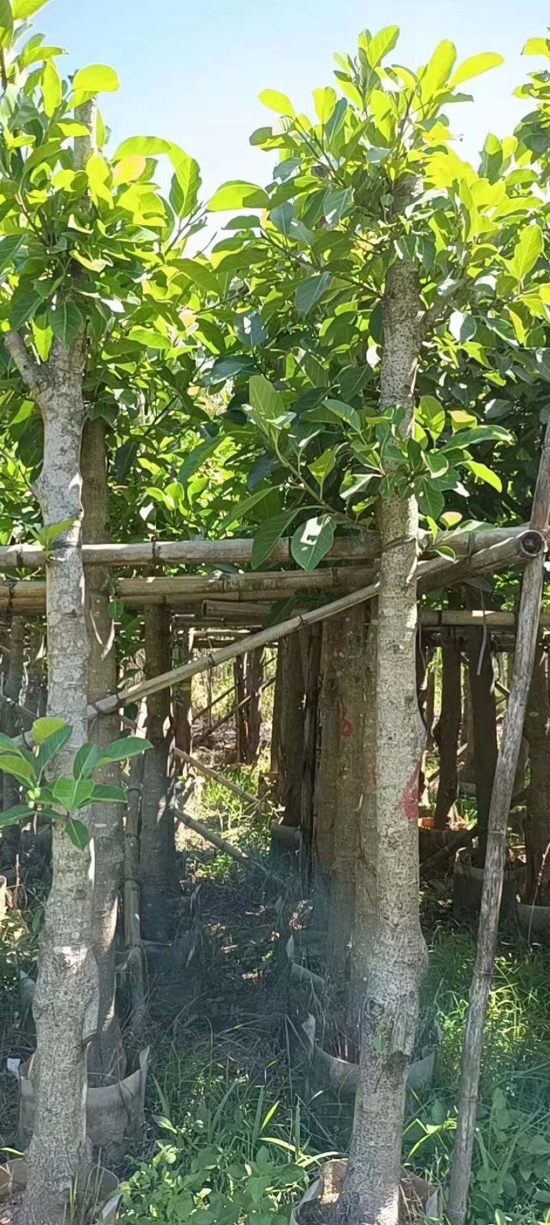 高山榕基地直销规格齐全欢迎老板来电咨询合作