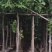 高山榕基地直销规格齐全欢迎老板来电咨询合作