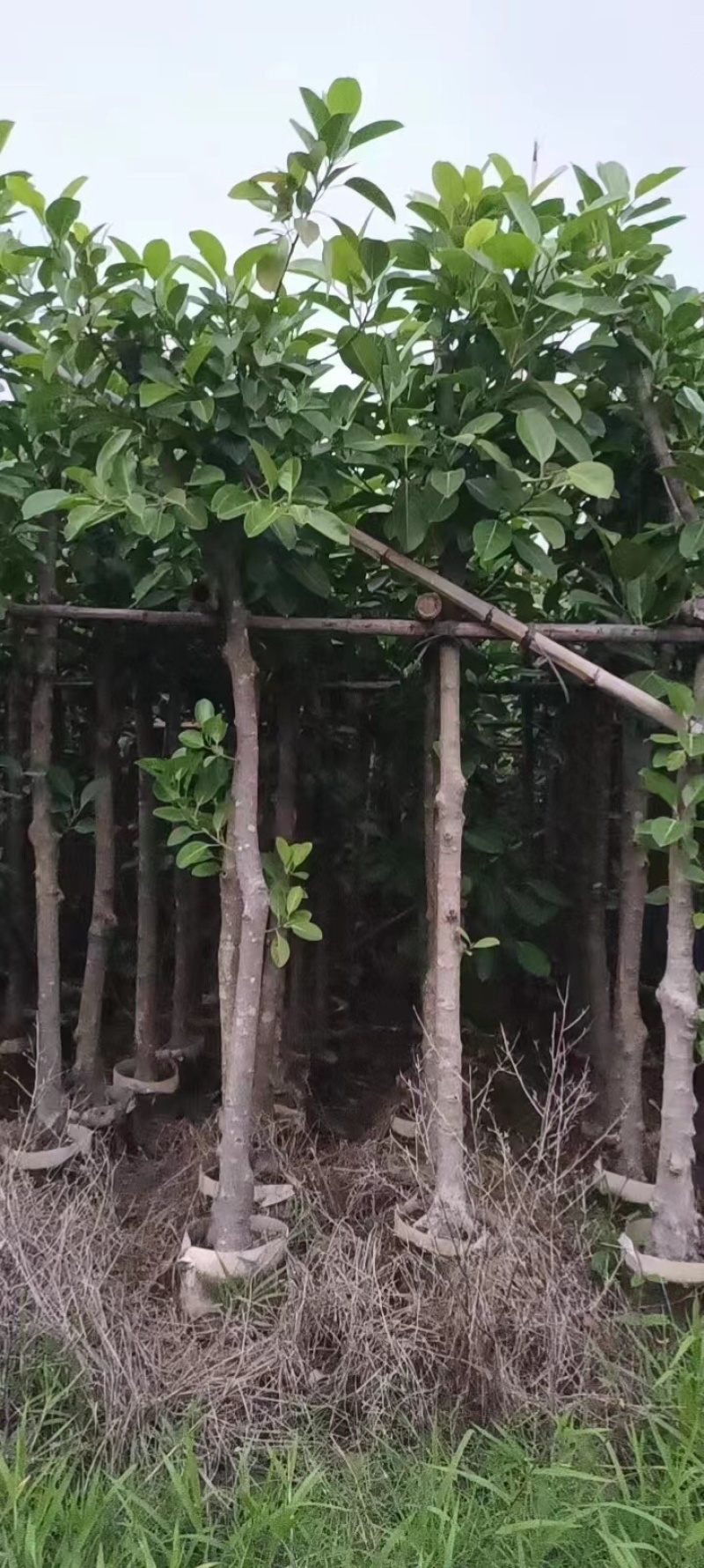 高山榕基地直销规格齐全欢迎老板来电咨询合作