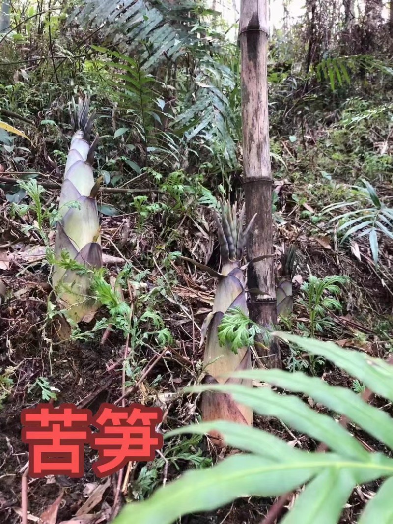 广西来宾野生苦笋，产地直销，真空发货，品质保证