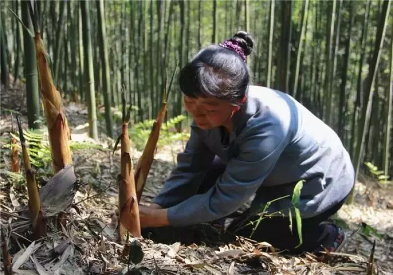 广西来宾野生苦笋，产地直销，真空发货，品质保证