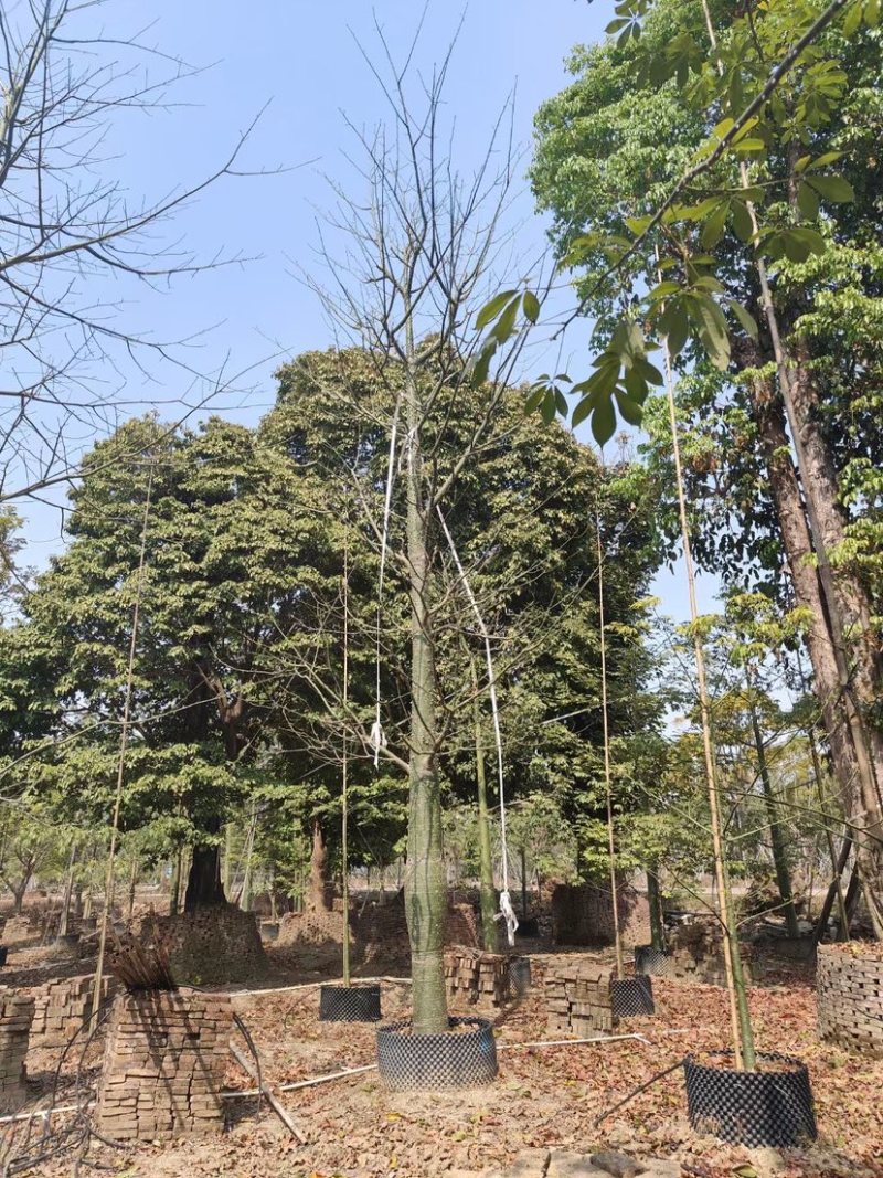 大腹木棉基地直销规格齐全欢迎老板来电咨询合作