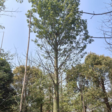 大腹木棉基地直销规格齐全欢迎老板来电咨询合作