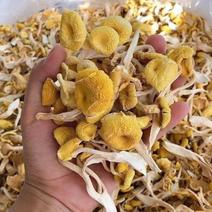今年新货鸡油菌干货新鲜特产榆黄蘑黄丝菌黄金菇菌菇蘑菇煲汤