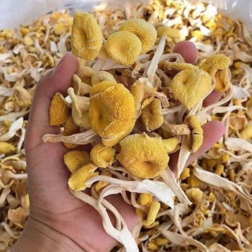 今年新货鸡油菌干货新鲜特产榆黄蘑黄丝菌黄金菇菌菇蘑菇煲汤