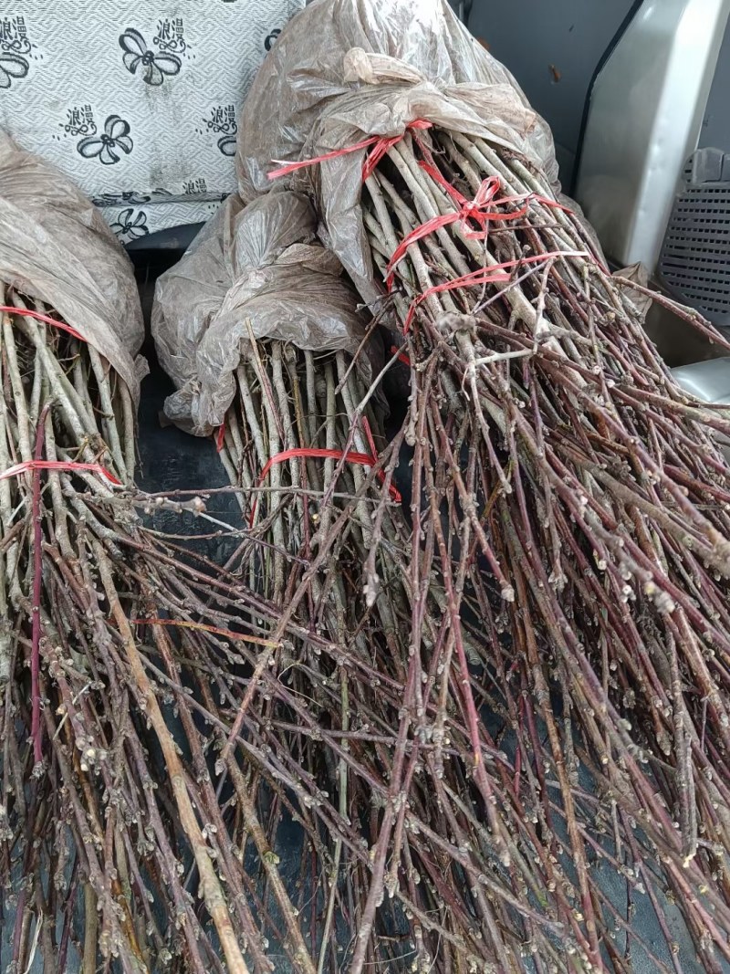 正宗早熟5月油桃苗，四川苗品种纯，基地直销，保证质量