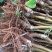 正宗早熟5月油桃苗，四川苗品种纯，基地直销，保证质量