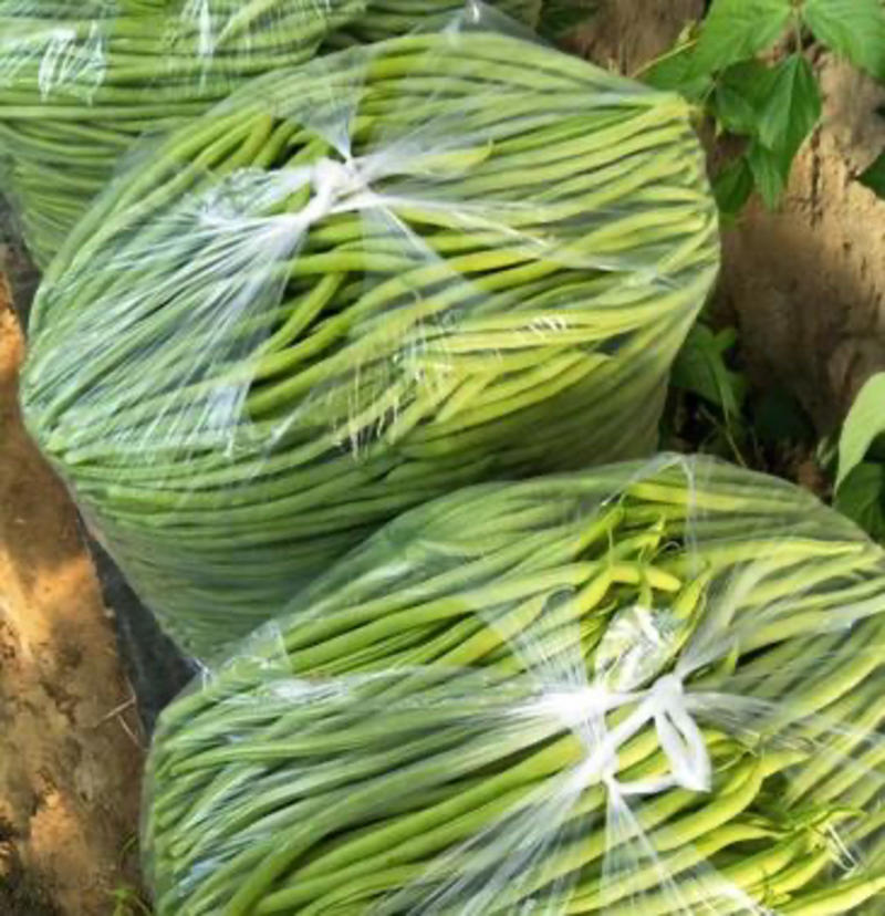 精品豆王豆角产地直发大量有货一手货源全国发货