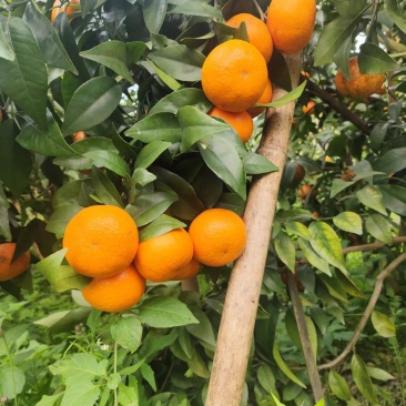 广西沃柑大量供货