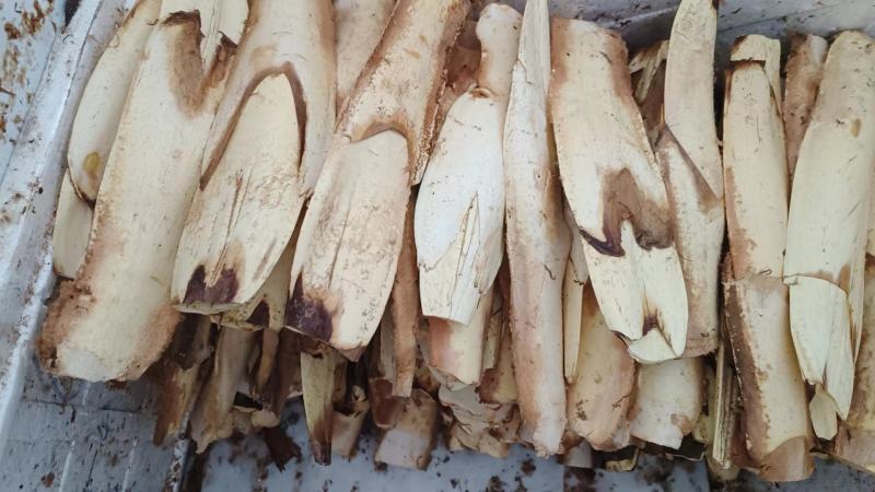 棕包米，棕呸，棕花，棕笋