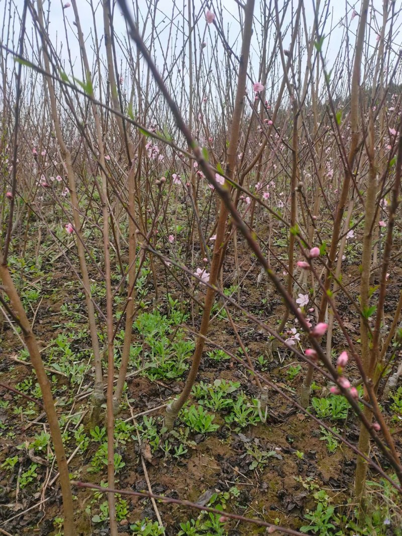 正宗凤凰桃树苗，四川苗品种纯，基地直销，四川凤凰桃苗