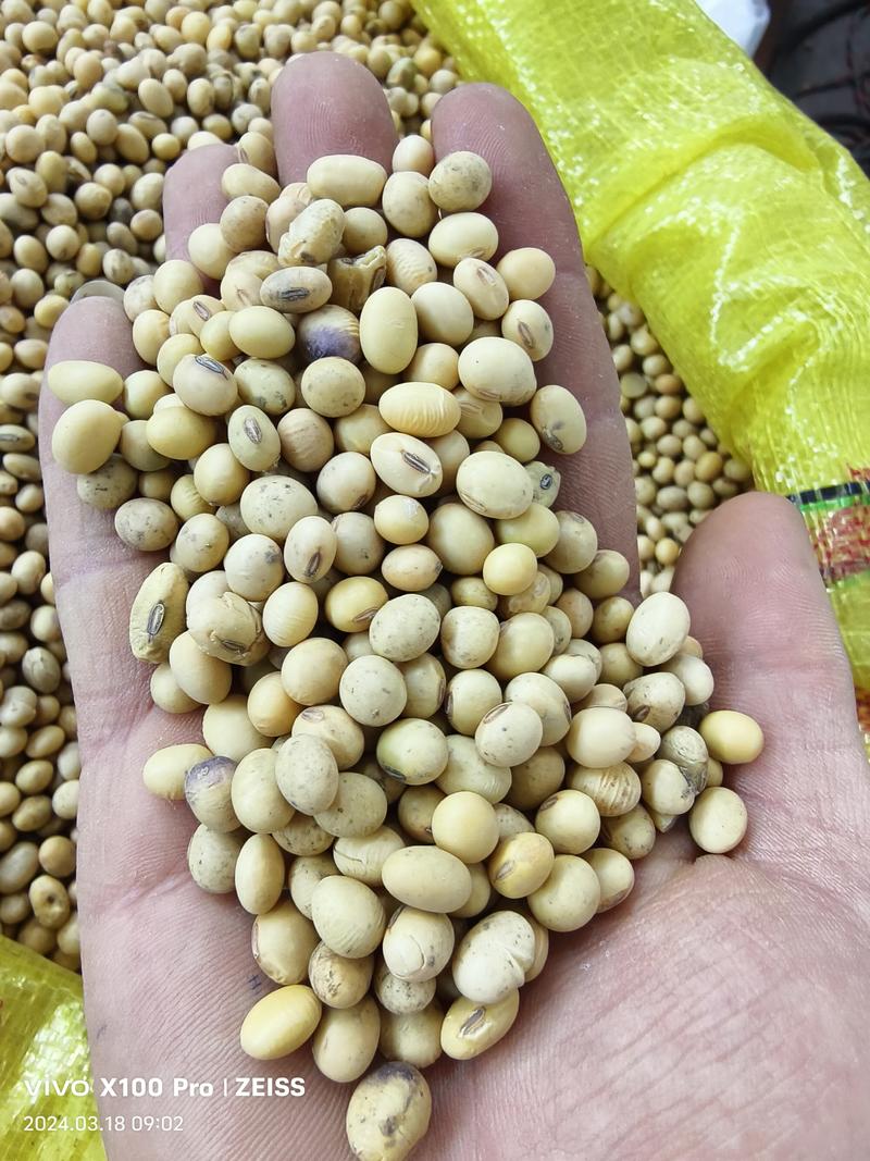 安徽豆，蛋白质44
