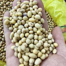 安徽豆，蛋白质44