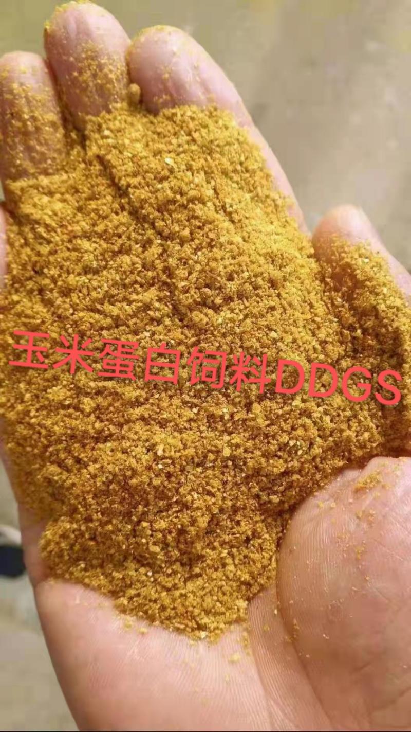 烘干玉米高蛋白DDGS，可替代部分玉米，降本增效。