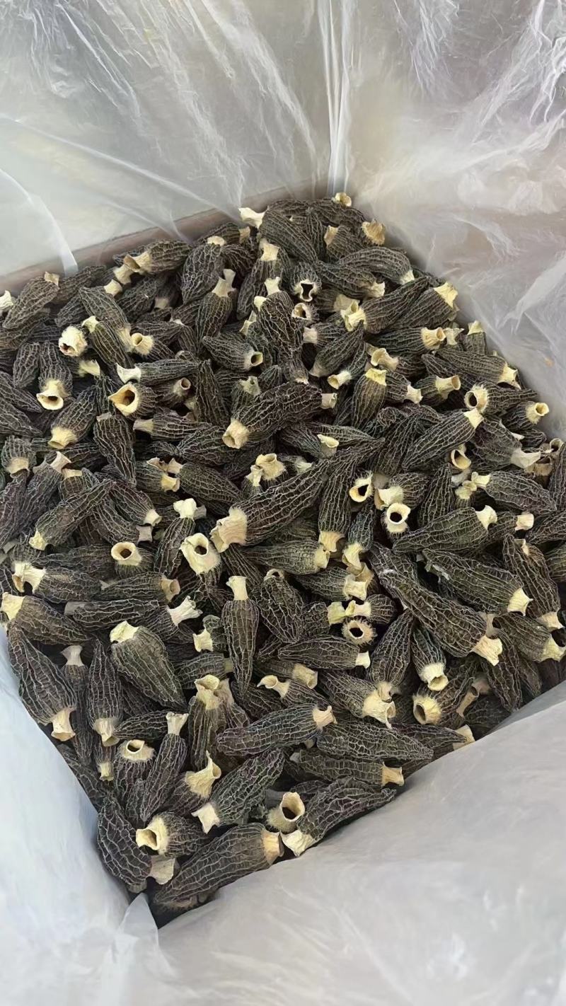 新鲜羊肚菌干货云南汤包特产大个菌菇新货蘑菇煲