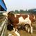 西门塔尔牛、肉牛、肉牛犊、小牛犊，牛纯价优，欢迎来场选购