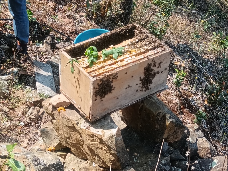 野生百花蜂蜜