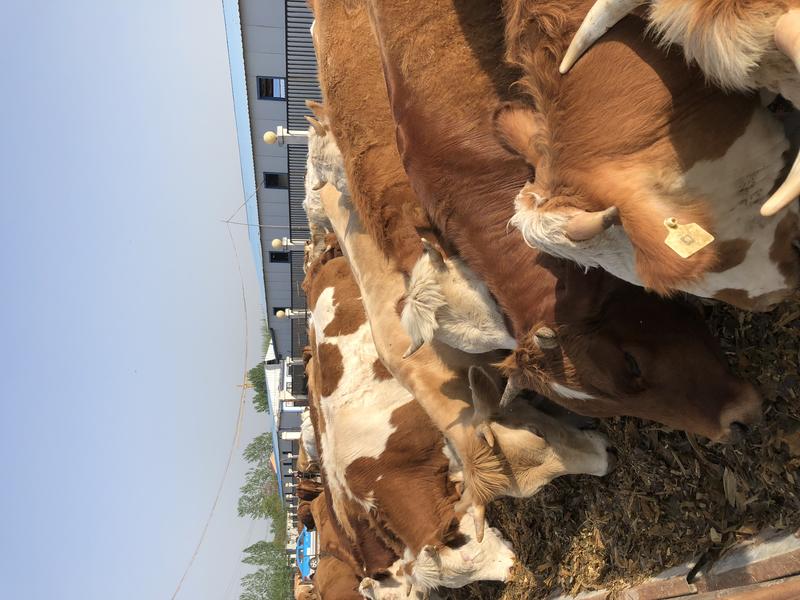 西门塔尔牛、肉牛、肉牛犊、小牛犊，牛纯价优，欢迎来场选购