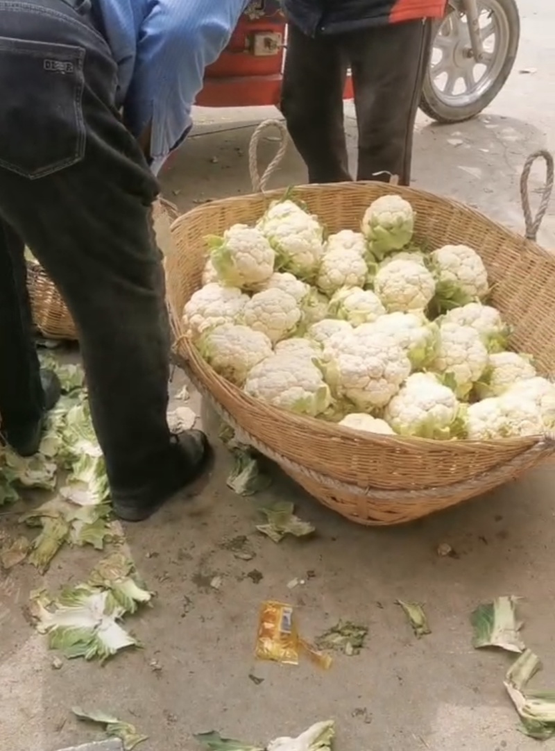 陕西汉中菜花白花菜花小颗粒花白紧实产地一手货源