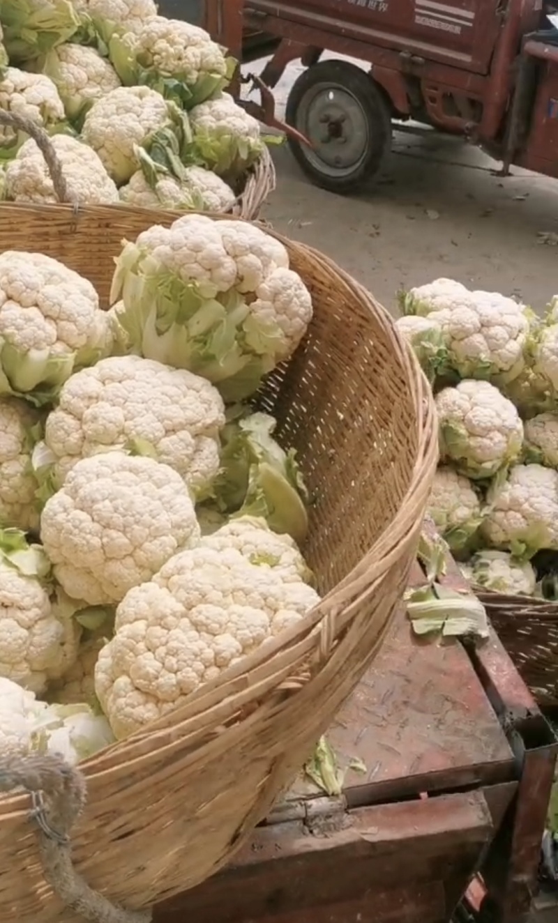 陕西汉中菜花白花菜花小颗粒花白紧实产地一手货源