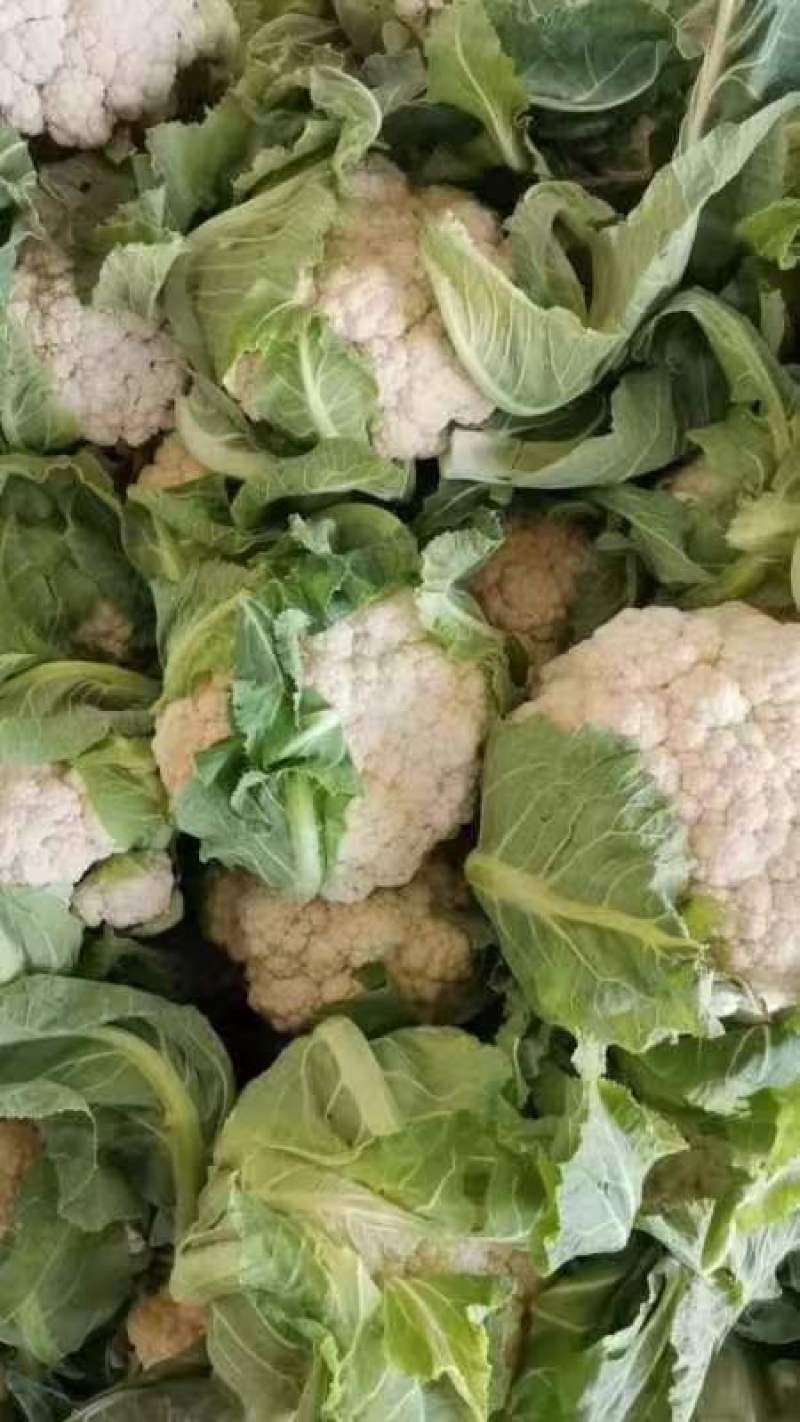 白花菜花陕西城固菜花实力代发全国电商批发商超市