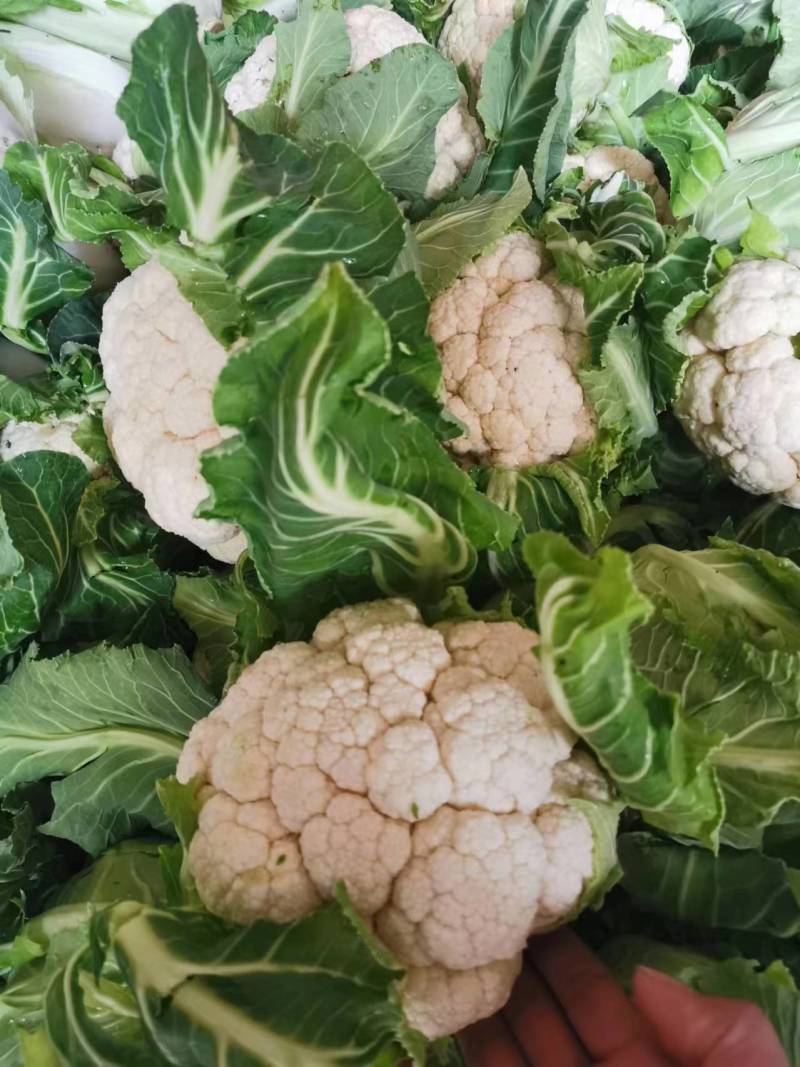 白花菜花陕西城固菜花实力代发全国电商批发商超市