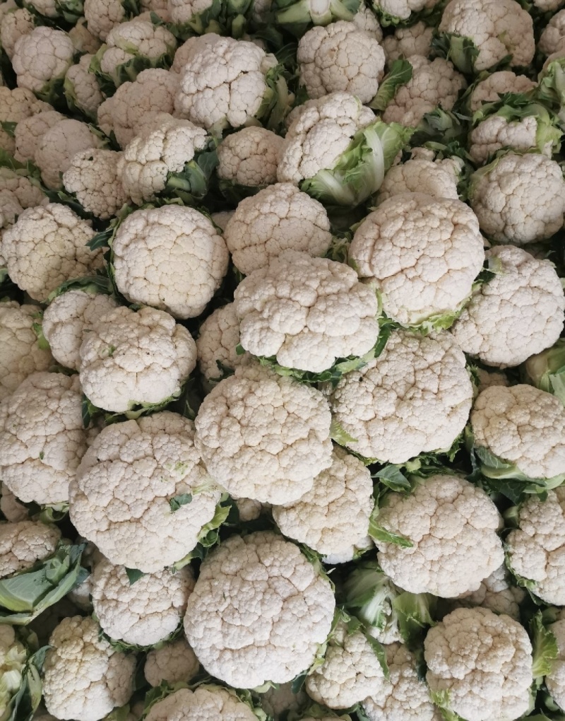白花菜花陕西城固菜花实力代发全国电商批发商超市