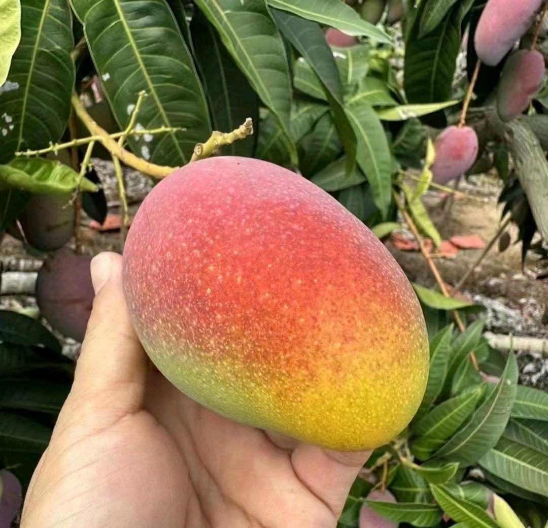 成熟的芒果展示