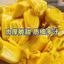 【包邮】海南产地菠萝蜜大量新鲜采摘对接商超，商贩，社团，团购