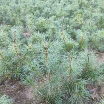 红松小苗杯苗,定植树品质好成活率高收益早,欢迎选购