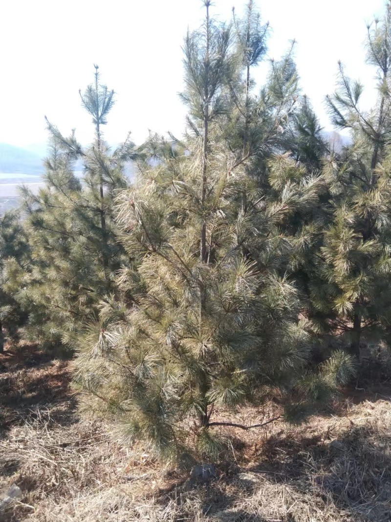 红松小苗杯苗，定植树品质好成活率高收益早，欢迎选购