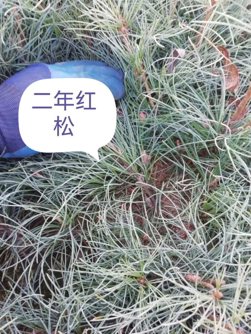 红松小苗杯苗，定植树品质好成活率高收益早，欢迎选购