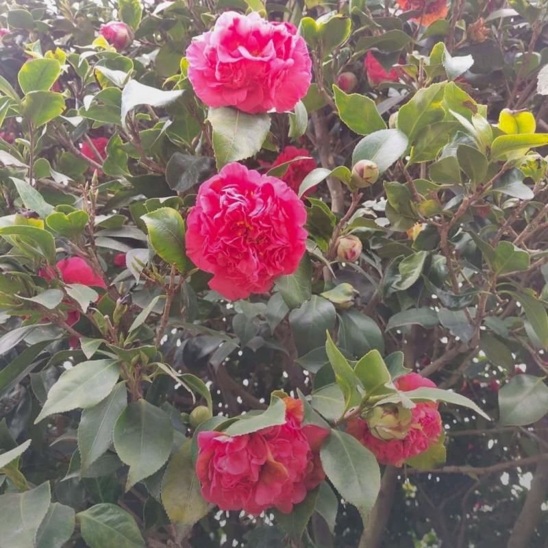 高杆茶花四季开花精品树形基地直发绿化工程专用