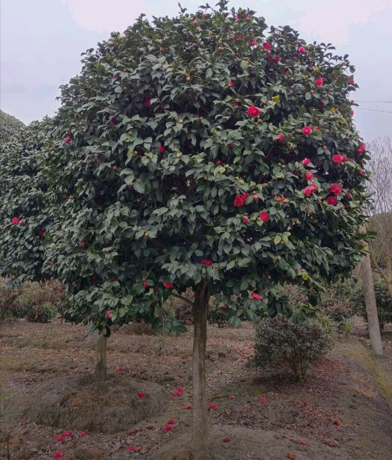 高杆茶花四季开花精品树形基地直发绿化工程专用