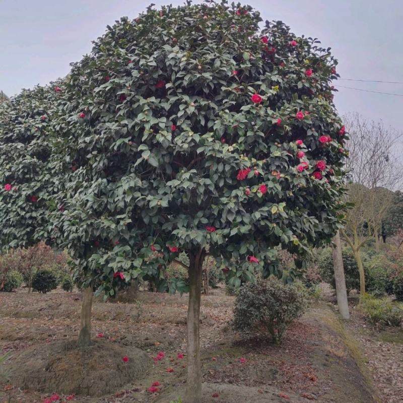 高杆茶花四季开花精品树形基地直发绿化工程专用