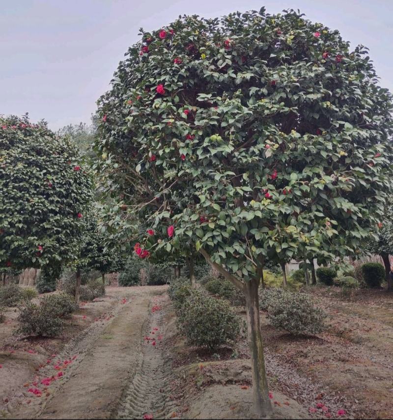 高杆茶花四季开花精品树形基地直发绿化工程专用