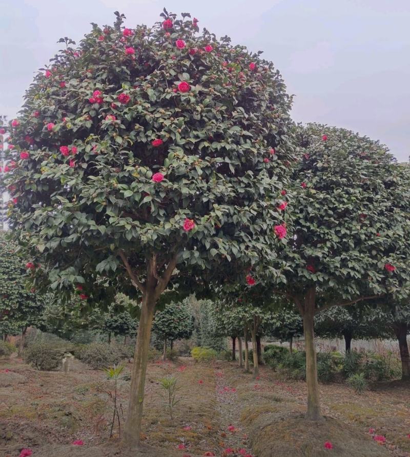 高杆茶花四季开花精品树形基地直发绿化工程专用