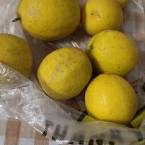 新鲜柠檬，十堰产地直供