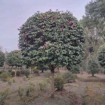 高杆茶花四季开花精品树形基地直发绿化工程专用