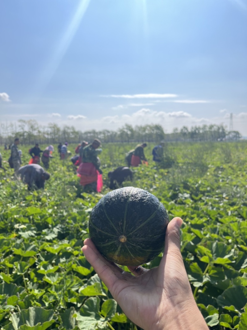 喜贝四号贝贝南瓜板栗小南瓜种子大田基地用种1000粒