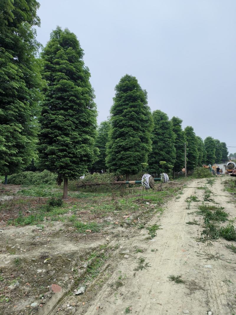 金丝楠木四季常绿小叶桢楠基地直发品种优良