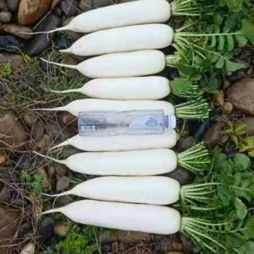 精品萝卜