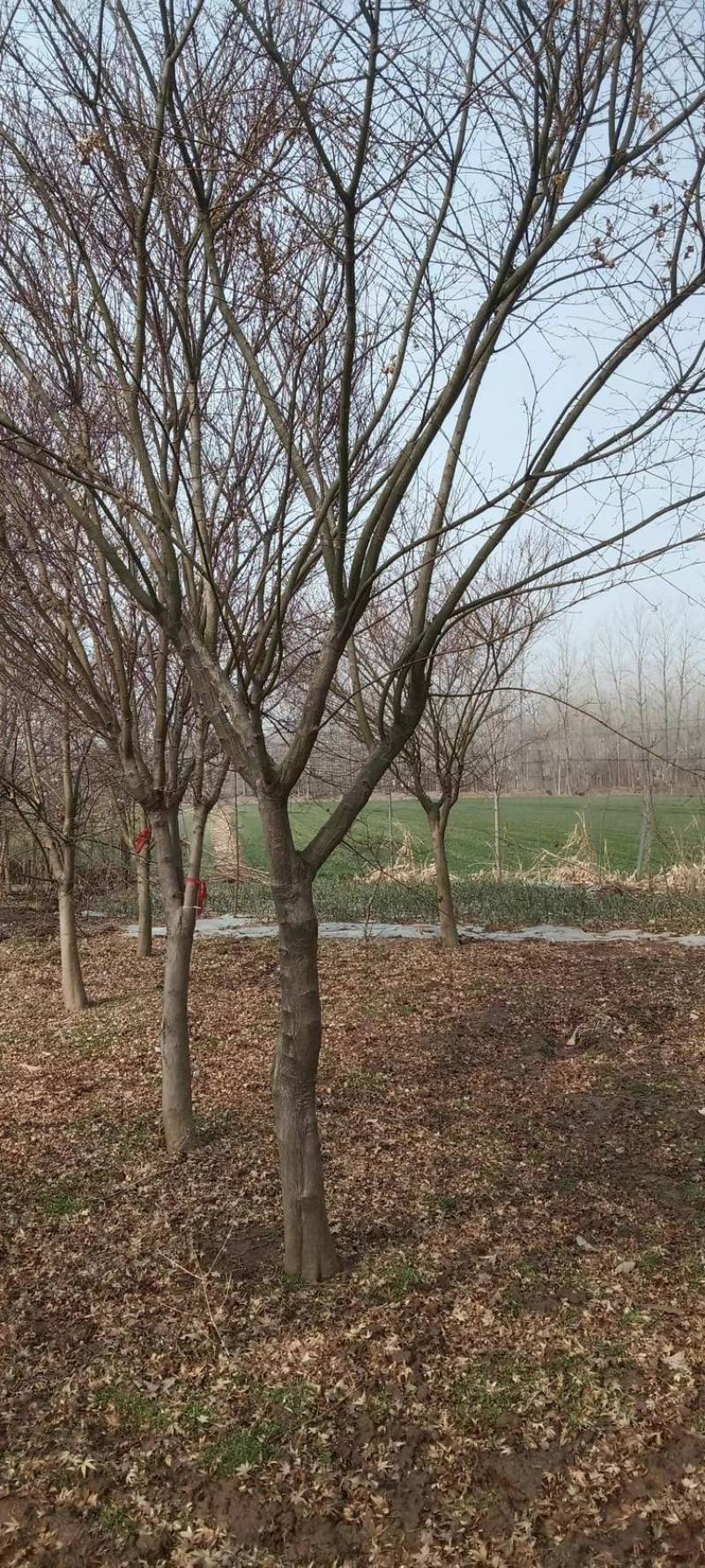 邳州鸡爪槭各种规格大量上市一手货源价格优惠欢迎电联