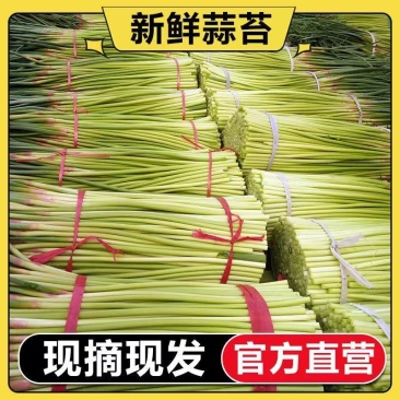 产地精品蒜台大量供应货源充足量大价格便宜一条龙服务