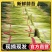 产地精品蒜台大量供应货源充足量大价格便宜一条龙服务