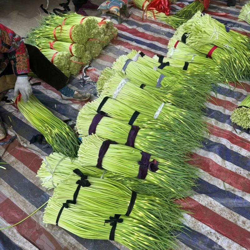 湖北白帽蒜苔上市，长条脆新鲜现摘泡水精品打包