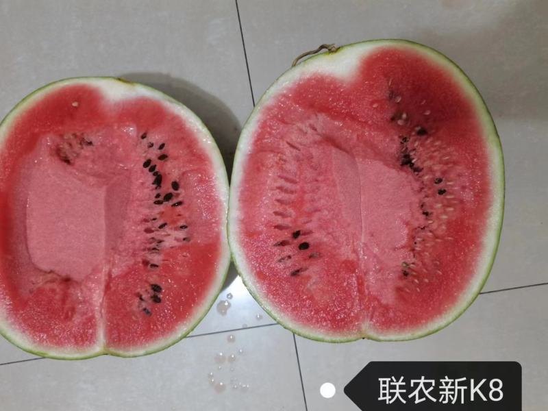 西瓜种子大全红瓤西瓜种籽联农新K8西瓜籽种大田种