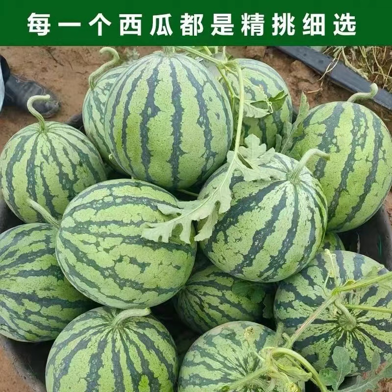 广东甜王西瓜大量上市甜度高对接全国商超批发欢迎来电