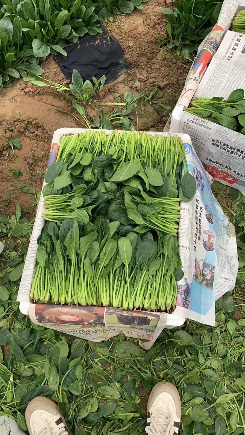 【菠菜】山东小叶菠菜，淄博菠菜，产地一手货源，现摘现发