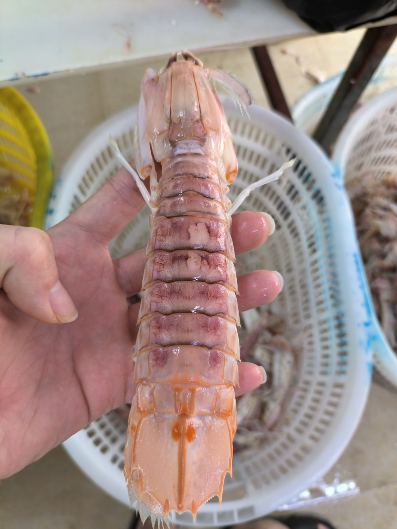 北海本港皮皮虾濑尿虾全规格常年供应